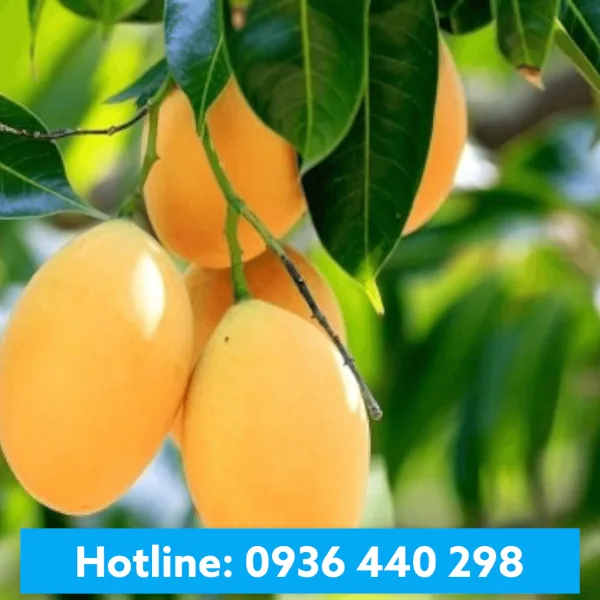Hương Xoài - Mango Flavour