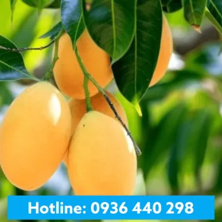 Hương Xoài - Mango Flavour